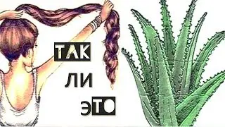 aloe vera противопоказания алоэ вера польза или вред