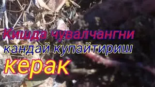 Калифорния кизил ёмгир чувалчангини кишда кандай купайтирса булади