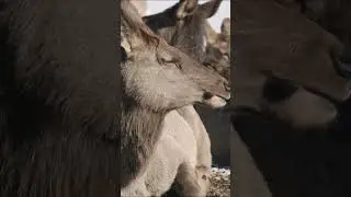 Familiar Animals 