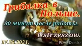 ГРИБНОЙ СЕЗОН. ПОЛ ЧАСА В ЛЕСУ. ПОЛЬША ОСТШЕШУВ.