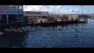 Feeding bunch of hungry Pelicans