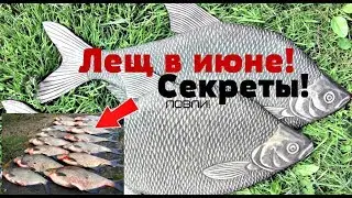 Как наловить гору леща в июне? Секреты советы и хитрости ловли леща летом в июне!