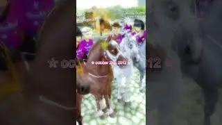 ・❝ ☆ ⋮ pov: star stable's first birthday in 2012