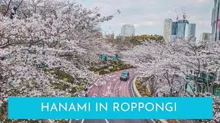 Roppongi Cherry Blossoms Top Spots | Hanami Virtual Walk