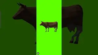 Green Screen Cow | 