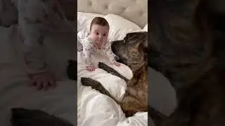 СОБАКА И РЕБЁНОК. ДЕТИ И ЖИВОТНЫЕ. ЗАБАВНОЕ И СМЕШНОЕ ВИДЕО С ПИТОМЦАМИ. СОБАКА-ДРУГ ЧЕЛОВЕКА.PETS