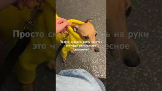 Собака первый раз в метро 🚇