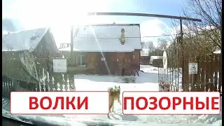 Волки позорные. Прикол.