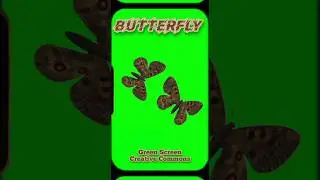 Butterfly footage animation green screen.The video is on the green screen.