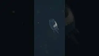 The barrel amphipod is a hitchhiker that devours its host
