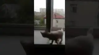 Кошка.Ливень