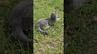 Утренняя прогулка котиков🐱🐱🐱