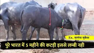 पुरे भारत में 5 महीने की कटड़ी इससे लम्बी नही, Ex.सरपंच मुकेश मुरादपुर टेकना, बजरंगी लिजवाणा की बेटी