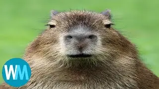 Top 5 Capybara