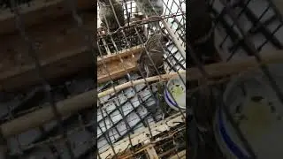 Ловля репела на западок, Выпускаю на волю