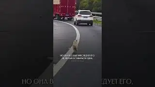 Мы в ответе, за тех, кого приручили 🐶🥺 