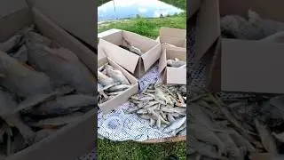 сушёная рыба лучшая закуска под пиво 🍻 в жаркий денёк....