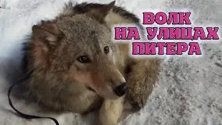 Волк Гизмо на улицах оживленного Питера. Реакция на людей.