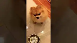 This Pomeranian Needs a Lawyer 🤣￼