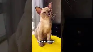Котопсы или породы кошек,которые характером похожи на собак 