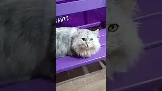Красота неземная)) #cat #котики #кошки #животные #animals