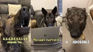 Are All German Shepherd Aggressive?