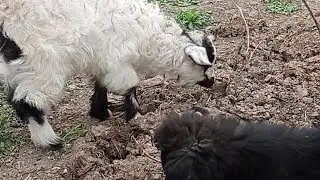 BUVIMNIKIGA SAYOXAT- A TRIP TO GRANDMA'S HOUSE 🏡🏠🏘️🏠 PUPPY END GOAT FRIENDSHIP 😂😂 😂🐶🐶🐶🐏🐑🐏🐏🐑