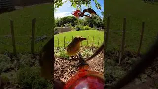 Bird catch up 🐦 