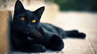ВАЖНО ЗНАТЬ.  ПРИМЕТЫ.  ВЕДЬМИНА ИЗБА. ИНГА ХОСРОЕВА