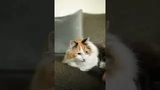 МУЖЧИНА СПАС КОТЁНКА, КОТОРЫЙ ОСТАЛСЯ НА УЛИЦЕ / ПРИЮТИЛ КОТА / man saved kitten