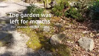 How maples moss and conifers are affected when unattended for months | Our Japanese Garden Escape