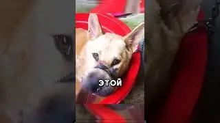 От страдания к надежде 