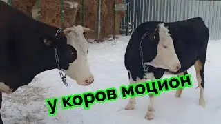 Поправили кормушку для КОЗЫ/Выпустили всех девчонок погулять! Моцион для Коровы тёлки и козы!