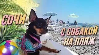 Сочи Vlog: Отдых на пляже с собакой • Кафе «Море» • Имеретинский курорт / AIDA ASKEROVA