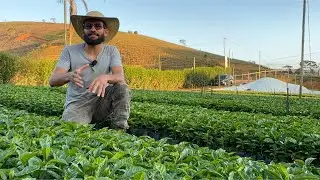 MUDAS DE CAFÉ 🌱TUDO QUE VOCE PRECISA SABER ANTES DE COMPRA