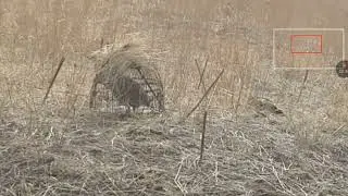 шикори бехтарин.чорто яку якбора руст гуд.