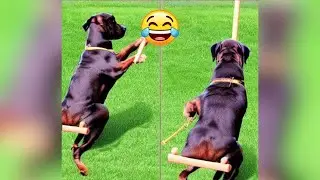 Funny Animal Videos 2023 - Comedy Voiceover! #71😹🐶🤣