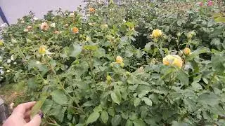 Жду цветения роз 🌹🌹🌹🌿🌿🌿