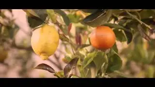 SPRING Clip - Cure