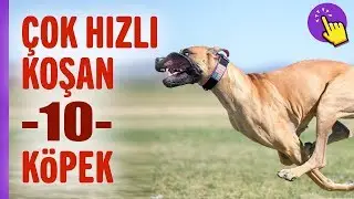 Asla kaçamayacağınız 10 köpek ırkı | İlginç bilgiler | Aklında olsun