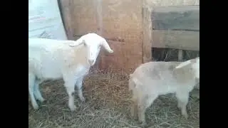 Козлята с мамами все вместе🐐