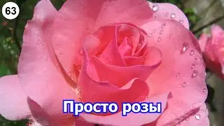 Just roses.