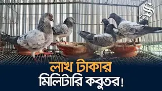 অবিশ্বাস্য দামের রেসিং কবুতর যেভাবে লালন পালন করে সাভারের রহিম | Racing Pigeon Price | Bangladesh
