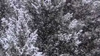 Viola d'Inverno - Roberto Vecchioni