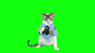 Cat Green Screen 