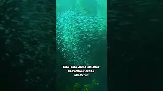 Apa yang yang anda lakukan jika melihat bayangan hitam di lautan yang luas???