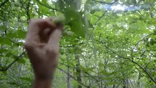 Геленджик волчьи ягоды гор