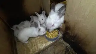 ОКРОЛ ТРОПИКАНКИ