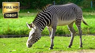 Zebras for Kids, Learn all About Zebras