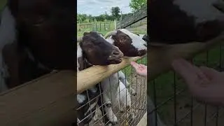 Feeding goats with my Family